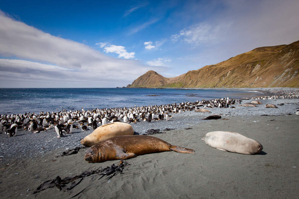 Macquarie Island